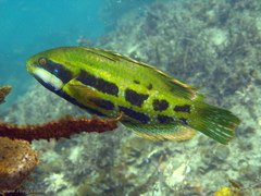 Heteroscarus acroptilus