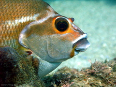 Cochleoceps orientalis