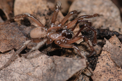 Aliatypus isolatus