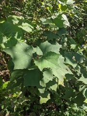 Mallotus paniculatus formosanus