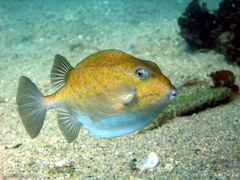 Anoplocapros inermis