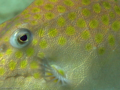 Anoplocapros inermis