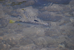 Ellochelon vaigiensis