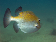 Anoplocapros inermis