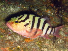 Hypoplectrodes annulatus