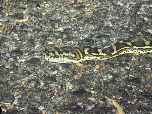 Coastal Carpet Python sighting