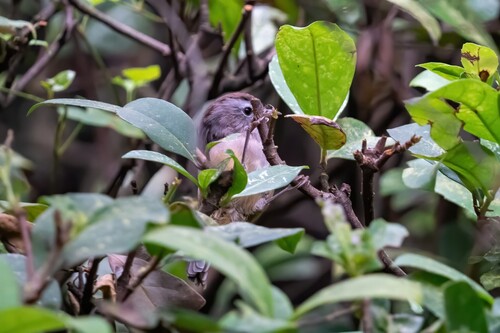 Spectacled Fulvetta (Fulvetta ruficapilla), photo 9