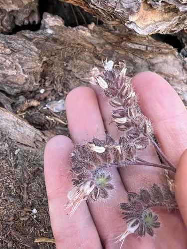 Changeable phacelia (Phacelia mutabilis)