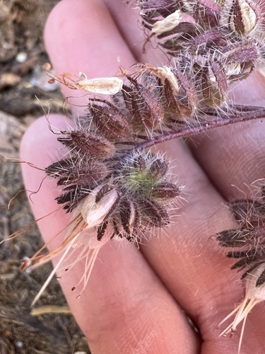 Phacelia mutabilis, photograph 5