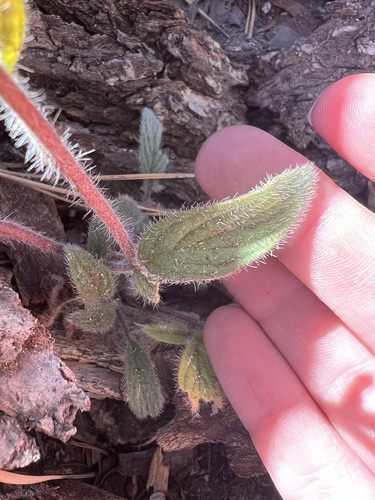 Phacelia mutabilis, photograph 6