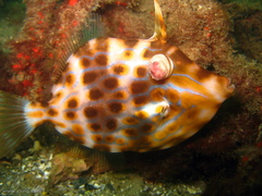 Eubalichthys mosaicus