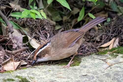 Rusty-capped Fulvetta (Schoeniparus dubius), photo 6