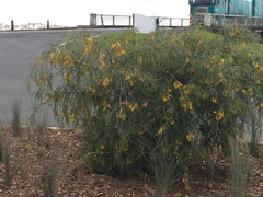Sophora longicarinata