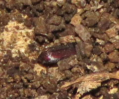 Bothrideridae
