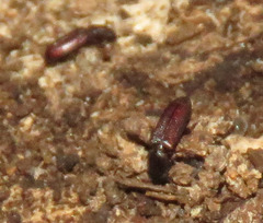Bothrideridae