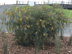 Sophora longicarinata