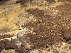 Bothrideridae