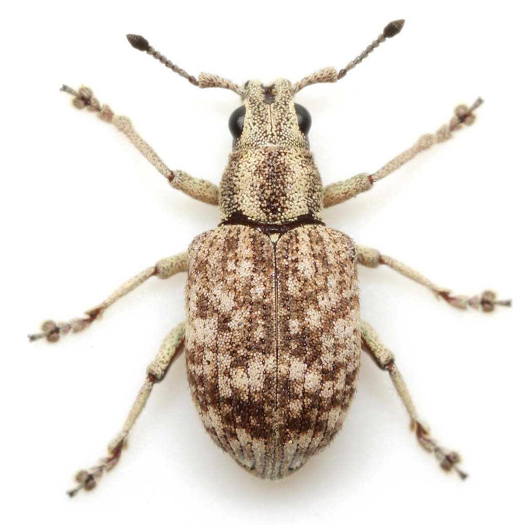 Broad-nosed Ebony Weevil