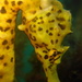 Observation photo