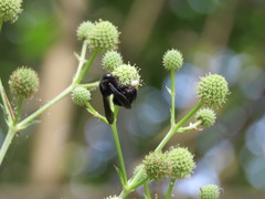 Thoracobombus
