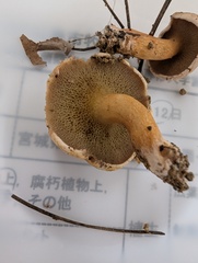 アミタケ
