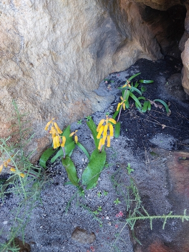 Yellow Viooltjie (Lachenalia flava)