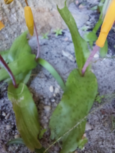 Lachenalia flava