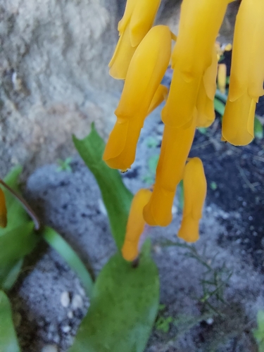 Lachenalia flava