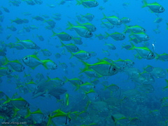 Schuettea scalaripinnis