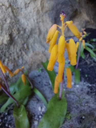 Lachenalia flava
