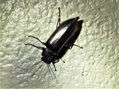 Perissarthron trapezium