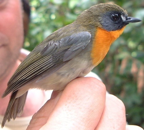 Orange-breasted Forest Robin