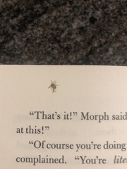 Dermacentor occidentalis