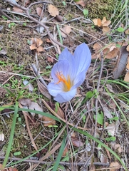 Crocus cancellatus