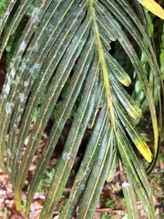 Cycas