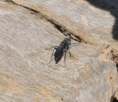 Turneromyia