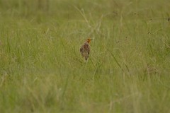 Macronyx capensis colletti