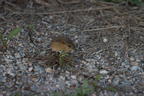 Northern Meadow Jumping Mouse, Quonochontaug, RI 02813, USA, photo 5 of 10