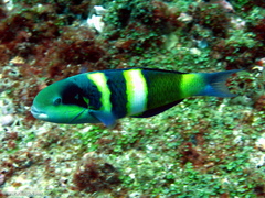 Thalassoma nigrofasciatum