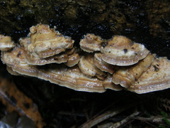 Trametes velutina