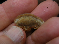 Trametes velutina