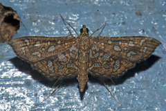 Nausinoe geometralis