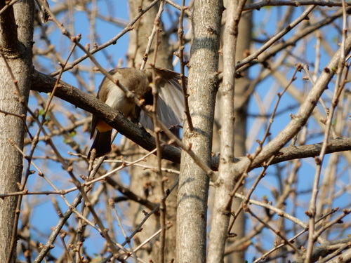Brown-breasted Bulbul (Pycnonotus xanthorrhous), photo 7