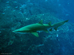 Carcharias taurus