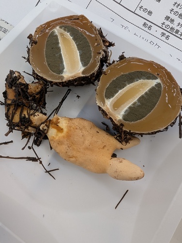 Podostroma solmsii octosporum