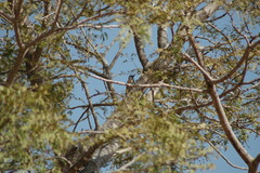 Chloropicus goertae