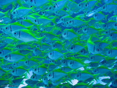 Schuettea scalaripinnis