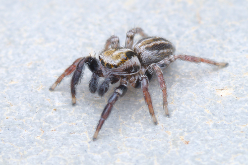 Iberattus