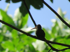 Hylocharis chrysura