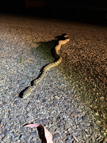 Coastal Carpet Python sighting